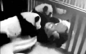 5只熊猫宝宝打架邻居隔墙吃瓜_视频捕捉到四川熊猫宝宝打群架罕见场景