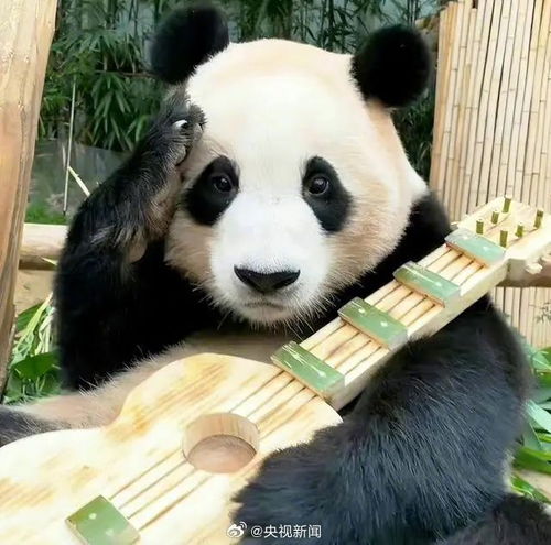 大熊猫福宝跟爸爸见面了吗_熊猫福宝独立生活哭了爷爷知道吗